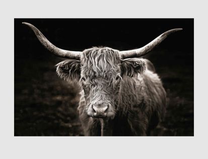 Bild Highland Longhorn